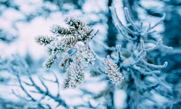 初一下雪了作文