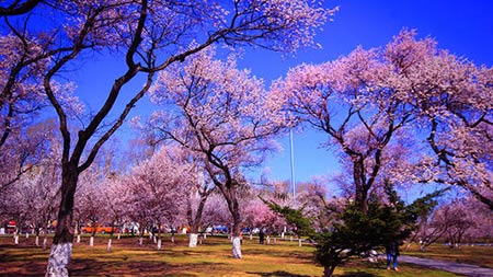 《杏花天》全文及翻譯