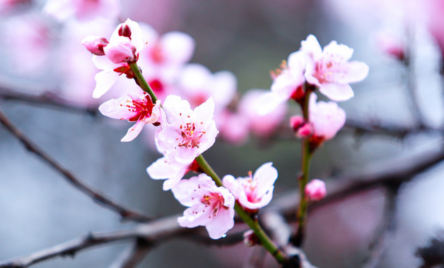 關(guān)于桃花的作文