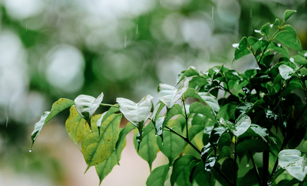 二年級作文春天的雨