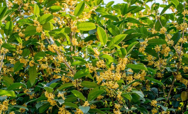 關(guān)于桂花的作文