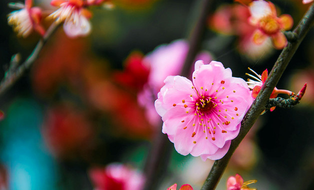 自我介紹作文四年級(jí)